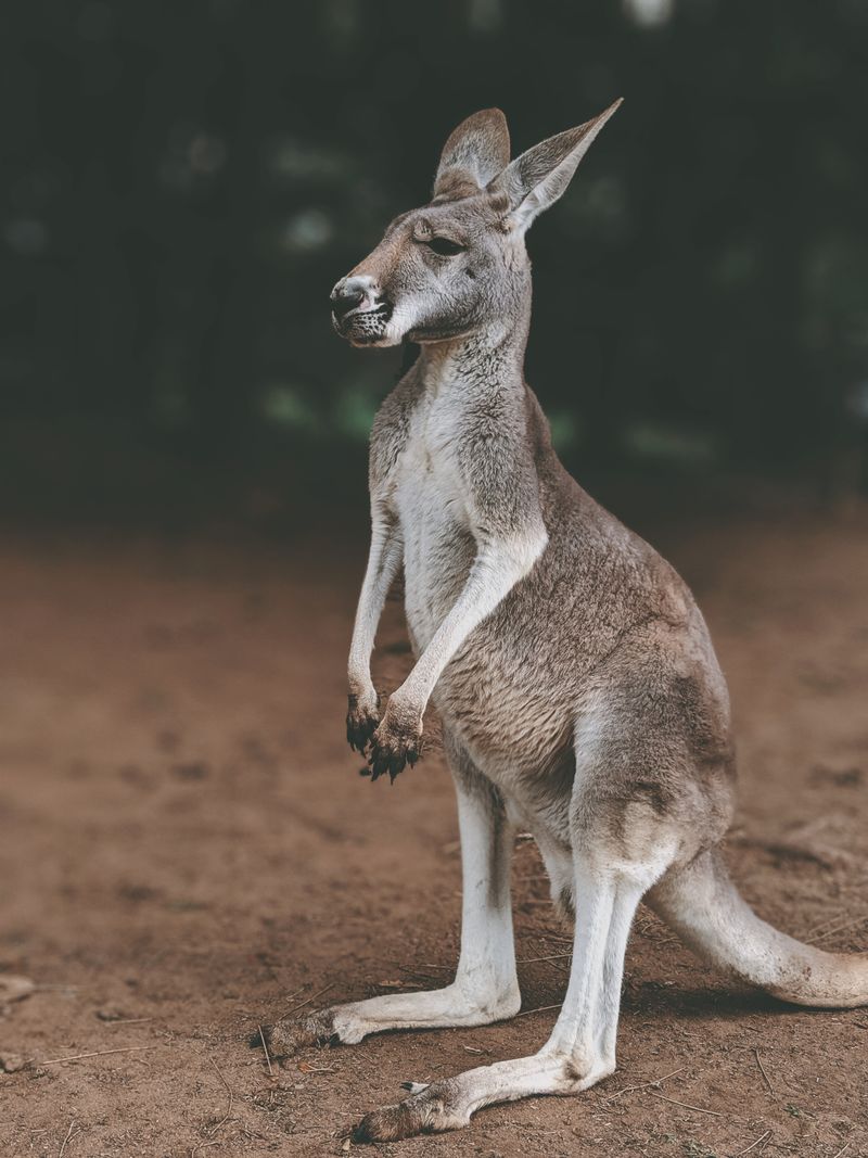 An eastern grey kangaroo standing upright